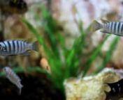 Free HD stock footage. nhttp://www.orangehd.com/archives/2013/01_january/Aquarium.htmlnNo hidden charges, no need to sign-up. You can use all clips in commercial projects.