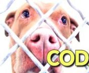 #SaveCODA - #A4907211n💖LOVEBALL SUPREME💖😡DUMPED😡🏆PASSED Temp-Test with AWESOME &#39;B&#39;! 🏆👼NEEDS an ANGEL👼🔥In 35 DAYS on 01/28tnnCODA = PUPPY Perfection. Surrendered by her &#39;parents&#39; for &#39;escaping&#39; (good riddance to bad rubbish is the old saying I believe). This little girl will knock you over with her amazing personality &amp; her love-ball kisses. Just look at that roly poly in the video!! This is the spitting image of my pup &#39;The Pillow Monster&#39; (#Lindyvideos) with the s