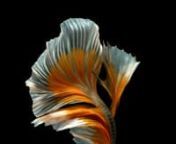 The iPhone 6s was the first to debut Live Photos: a camera-based feature leveraging 3D Touch to create short animations from photographs. We shot footage of exotic Betta fish using a Phantom camera, transforming them into dreamlike animated wallpapers that were pre-loaded onto all 6s phones and used as advertising collateral in-stores and online.nnhttp://trollback.com/projects/apple/