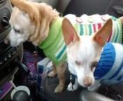 I rescued 4 wonderful Chis from them in December 2015. I asked if they had any special needs. Janel told me about the 1st two rescues I got from them, two code red chihuahuas with little hope of getting out alive because there was no interest in them from either the public nor rescues except Chi Angeles. They were both seniors and blind. Their names were Jessica and Winky. I changed their names to Bogie and Bacall. Bacall also has a heart murmur and has to take meds for life but I don&#39;t mind. Ba