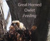 Great Horned Owlet FeedingnGreat Horned OwlScientific name: (Bubo virginanus) Length:from 43 to 64 cm (17 to 25 in) Wingspan: of 91 to 153 cm (3 ft 0 in to 5 ft 0 in). Weight: 1.4 kg (3.4 lbs) In Ontario great horned owls are one of the first birds to nest. Eggs may be laid as early as late January. The female incubates the eggs almost constantly to protect them from the cold days of winter. She lays two to five eggs. Each egg is