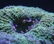 Corals; they move, eat, grow and are threatened by climate change.Take a brief journey into their world through time-lapse photography remixed to the sound of classic documentary voices.nnAudio remixed from Cousteau&#39;s film