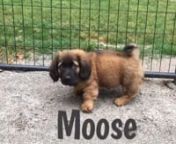(Camden, SC -- 5/1/2016) MOOSE is a little roly-poly Basset Hound Mix!He is a neutered male puppy, 8-weeks-old (born 3/9/16) and weighs 10 lb.Danny &amp; Ron&#39;s Rescue pulled Moose and his mother, BLANCHE, from a local shelter in Camden, SC.This pup would make a great addition to any family!He will grow to a medium-sized dog. nnDanny &amp; Ron&#39;s Rescue dogs are Spayed/Neutered (if of age) • Vaccinated • Microchipped • Wormed • Heartworm Tested • Loved &amp; Promised a Forever Ho