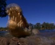Lair of the Killer Crocs:n Paul “Gator Boy” Bedard and croc hunter “Crocodile Mick Pittman” journey through Australia’sNorthern Territory to explore a crocodile invasion.