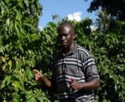 Unser neuster DirectTrade – Kaffee kommt von der einzigen Kaffeefarm in ganz Zambia.nDie Farm wurde 1971 von dem holälndischem Entwicklungshelfer Willem Lublinkhof gegründet und wird heute in zweiter Generartion von seinem Sohn Jesper Lublinkhof geführt. Seither wird auf den größten Teilen der Farm Soya-Bohnen und Getreide angebaut, aber auch auf ca. 60 Hektar Kaffee.nnDas Mubuyu Coffee Estate entwickelt sich seit einigen Jahren zu einer sehr nachhaltigen Kaffeefarm mit verschiedenen Scha