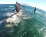 Big air, freestyle and Whales Go Pro POV in Cape Townnhttps://www.facebook.com/pages/Sam-Light/119589751421489nhttps://instagram.com/samlight1/