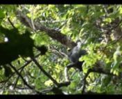 African golden cat being harassed by monkeys in a tree – Uganda from african