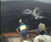 Rare footage of a Marlin pulling famed fisherman Stewart Campbell out of the fighting chair and over the transom into the drink.Starts with short video of Campbell&#39;s