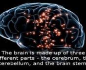 33 little known facts about the human brain, brain parts and functions of the brain, human brain anatomy and brain waves. Interesting human body facts.nMore interesting facts here: https://www.raiseyourbrain.com