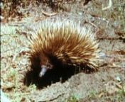 The echidna and the platypus belong to a group of egg-laying mammals - Prototheria. Called mammals because they have mammary glands for the sustenance of the young, they also exhibit reptilian characteristics.nnThis film, designed principally for zoology students, shows echidnas in the field and in the laboratory - their feeding behaviour and the suckling of the young. An animated sequence, explaining how the fertilised egg develops, is followed by actual film of the egg in the pouch and the you