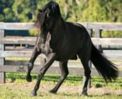 2011 BLACK PRE / ANDALUSIAN STALLIONnnOMNI MC is a classically-bred black P.R.E. Stallion. His bloodlines are very old and based in the Cartujana lines with a strong dosage of Yeguada Militar.He is black with no markings, carries a lot of “hair”. His movement is extremely elevated but has great reach as well, making him very athletic.His gait is very cadence, his quick and balanced pirouettescoming from a very strong hindquarter. This is the horse that will put the “Spanish” back in