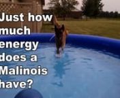 If you are wondering what level of energy a Malinois really has, here is an example. This dog is almost 7 years old and had even MORE energy when he was younger! It has taken a few years and LOTS of training hours, but he is now able to settle pretty well (though he still needs a couple hours of daily aerobic and mental exercise).