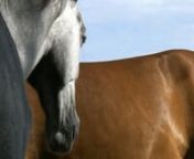 A video about horses. Some parts are in slowmotion. Shot with a panasonic HDC-SD10 in HD. Edited with pinnacle 12.nnMusic:n