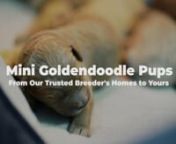Mini Goldendoodle Pups for Sale from sale