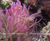 To purchase visit: https://louisiana-stock-footage.com/item/pink-sea-anemone-living-healthy-coral-reef-viduonnCoral reef stock footage Epic coral reef stock footage, healthy coral reef stock footage, Caribbean underwater marine sea life stock footage video scuba diving stock footage video epic Caribbean fish and coral reef habitat healthy coral reef stock videonCoral reef stock footage, epic coral reef stock footage, healthy coral reef stock footage, Caribbean, underwater, marine, sea life, stoc