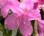 Here are some images of Rhododendrons that recently bloomed at my father&#39;s house.The video begins and ends with the sounds of chirping birds*.The middle segments show the flowers getting drenched in the rain.There are some rumbles of thunder but there are no
