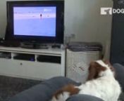 trailer_cavalier_watching_tv_Master_2_SOUNDLESS-ID-dff6b17b-a504-4ced-eee8-ab14bdda3ce4.mp4 from dff