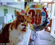 The world&#39;s oldest cat just turned 30 years old! We&#39;re celebrating Rubble on HIS Morning Crew. On his birthday Rubble got his favorite cat food and a free checkup. And a beautiful song from Rob, Alison and Jim. nnSource: http://www.dailymail.co.uk/news/article-5795931/Is-worlds-oldest-cat-Rubble-celebrates-30th-birthday.html
