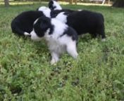 Whisper's Pups 05-10-18 from border collie puppies for sale craigslist