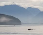 As you listen to a young boy singing a &#39;Namgis Chief Song, I propose to contemplate a Whale progressing in the waters near Alert Bay. Hope you&#39;ll enjoy the beauty, the power and the freedom of the song and the Whale.nn&#39;Namgis Chief Song by Anthony AlfrednnDirector : Julien WagnernSound Engineer : Joshua Pierce nDrone Footage : John WaibelnnMany thanks to :nPewi Tłakwasgamgi&#39;lakw Alfred &amp; all the team / T&#39;lisalagi&#39;lakw SchoolnJD and Kelly / Orca DreamsnGina Wadhams / &#39;Namgis NationnTrevor Is