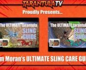 Slings or spiderlings take a certain amount of care to grow into adult tarantulas.In this video, we showcase one of the hobbies finest tarantula keepers Tom Moran.Tom will show you the best way to take care of your slings so that you will have big, happy, healthy adult tarantulas!