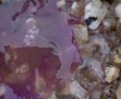 A cap, like water, transparent, fluid yet with definite body, 2017-18nH.D digitial video, 14min48secnWith contributions from Viki Browne, Maggie Nicols, D-M Withers, Danni Spooner and AutobitchnnA cap like water, transparent, fluid yet with definite body is a moving image work, exhibition and ongoing research project exploring relationships between experiences of transformation, retreat and resistance.n nThe project draws on the writings of the Modernist poet H.D and her experiences of psychic b