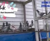Pigeon Talk with Mordechay is a great way to get in touch with your inner child and pigeon lover. Join him as he visits another loft in Spring Hill Florida. nTito, a veteran Pigeon handler of 50 years, has raised and raced pigeons for many years. Mordechay visited his loft right after a tornado hit and destroyed one of his cages. nSpring Hill Florida is called little Belgium because of the sheer density of lofts on almost every property in the area. There are at least 10 races he enters per year