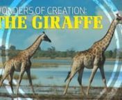 https://video.wvbs.orgnThe tallest land animal today is the remarkable giraffe. With its tall neck, thin legs, and long tongue, this wonder of creation shows some amazing designs. How does the giraffes circulatory system account for its head being 8 feet above its heart when standing, but then several feet below its heart while taking a drink? While evolution must rely on random mutations and chance processes, the finely-tuned anatomy of the giraffe provides evidence of intelligence--demanding a