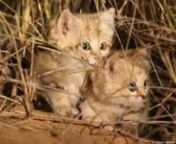 Scientists, including Panthera France&#39;s Gregory Breton, believe this is the first-ever documentation of wild sand cat kittens in their African range.
