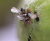 This video is about pollinator figwasp (Ceratosolen fusciceps) entering into the fig of host plant (Ficus racemosa). nThe life cycle of the fig wasp is closely intertwined with that of the fig tree it inhabits. The wasps that inhabit a particular tree can be divided into two groups; pollinating and non-pollinating. The pollinating wasps are part of an obligate nursery pollination mutualism with the fig tree, while the non-pollinating wasps feed off the plant without benefiting it. The life cycle