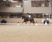Prestige Equestrian - Livery and Prestige student Mallika