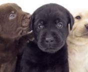 https://www.dogking.es/nuestros-perros/cachorros/comprar-cachorros-labrador-retrievernCachorros Labrador Retriever DOGKING
