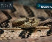 A four-metre great white causes a stir in Australia, a rare albino civet spotted in the wild, koalas return to Dharug National Park, an ancient species of jellyfish shakes up what we know about life under the Arctic sea ice, and rhinos fitted with in-horn trackers. These stories and more in this week’s two-minute blast of wildlife news!nnEarth Touch News Network nhttp://www.earthtouchnews.comnnEarth Touch on YouTubenu2028goo.gl/V9T5k1nnNEWS SOURCESnnSHARK SPOTTED nhttps://goo.gl/p3iqbmnnKOALAS