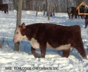 ELM-LODGE EXCELLENCE 63EnHereford Open Heifer tC03032856 t02/04/2017 tTAX 63E ntNJW 73S W18 HOMETOWN 10Y ET nSire:ELM-LODGE CHECKMATE 21CntGLENVIEW 6056 MARVEL X2 ETntELM-LODGE NEXT BIG THING 3NnDam:ELM-LODGE YOUNIQUE 64YntELM-LODGE 43N WHISKEY GIRL 72WnCHA EPD’sCE 3.8BW 2.1WW 46YW 79MM 23.9TM 47nActual BW 77 lbsAdj Weaning wt: 600 lbs nIf you’re looking for your 4-H project, junior show heifer or next foundation female take a gander here. Each spring