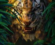 The Jungle Book 2016 Movie ● Watch Streaming [Full HD]nVisit Now at : https://t.co/qsxLlougbBnnOverview:nA man-cub named Mowgli fostered by wolves. After a threat from the tiger Shere Khan, Mowgli is forced to flee the jungle, by which he embarks on a journey of self discovery with the help of the panther, Bagheera and the free-spirited bear, Baloo.nnThanks and regard