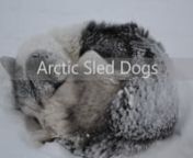The stories of polar explorations tell us that Arctic and Antarctic conquest has been possible thank to sled dogs. Now, after meeting these beautiful animals in March 2017 during an excursion in Spitsbergen (Svalbard Islands), I understand why. Sled dogs are strong, particularly resistant to extreme polar conditions and able to work hard no matter what the forecast is. Moreover, they are so friendly with people I could not imagine before. They seem so happy in running and pulling the sled I was