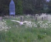 Close encounter with a Barn Owl. Slow motion, half speed. At the end I have included a clip of a Polecat which turned up as I was about to go home.nSanyo Xacti VPC-FH1 mounted on a rifle-like contraption.