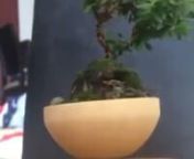 SỰ KỲ DIỆU CỦA CÂY BONSAI BIẾT BAYnNhật Bản vốn nổi tiếng toàn thế giới bởi nghệ thuật bonsai đầy tính tinh tế và đẹp đến ngỡ ngàng. Nhưng mới gần đây, người Nhật Bản đã cho ra đời một dự án gọi là Air Bonsai – Những gốc bosai mini bay lơ lửng trên không khiến cho cả thế giới phải ấn tượng về sự sáng tạo và sự kỳ diệu như trong các bộ phim viễn tưởng. Air Bonsai là dự á