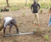 This video shows the application of a Tree puller. This is a simple tool that works on the principle of a claw, fulcrum and an arm as lever with which trees with a stem diameter of up to 5cm (2 inch) and with relatively shallow rooting systems can be uprooted. The tool eases the effort of uprooting small trees and is highly relevant for: (esthetic) urban/rural public gardening, managing road side plantation; tree plantations such as coffee (uprooting of old trees); pastoralist areas for clearing