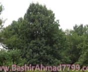 Video Of Shogran (Kaghan Valley) Northern Areas Of Beautiful Pakistan- In Hd QualitynnCapturing Date: 08-Jul-2011nnEditing Date: 27-Mar-2012nnUpload Date: 22-Apr-2017nnVideo Code: BabPk0006nnCapturing And Editing By: Bashir Ahmad BhattinnPlease Like, Share My Video And Subscribe My Channel If U Like My Videon=====================================================n★★★ My Social Links ★★★nn►►► Visit My Website: www.BashirAhmad7799.comnn►►► Facebook Profile: https://www.facebo