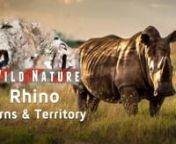 Rhinoceros: Using horns for territorial battles &#124; WILD NATURE.nWhat Do Rhinos Use Their Horns for? Rhinoceroses are large mammals most known for the distinguishing horn on their snout. Three species of rhinoceros have two horns with the front horn growing quicker and larger. The other two species have a single horn. The World Wildlife Fund classifies the rhinoceros as critically endangered because of slow reproduction, habitat loss and poaching for the horns made of keratin and hair. Some people