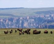 Scenery and bison footage from the Siemion Ranch (Bighorn Bison LLC) owned by Brandon &amp; Trish Siemion near Fort Smith, Montana. The ranch is located at the north end of the Big Horn Mountains near Bighorn Canyon National Recreation Area. The bison inhabit their traditional range on the Crow Indian Reservation. Bighorn Bison meat is organic, grass fed, low in fat, protein rich, and high in Omega 3s. It is nutritionally superior to beef.