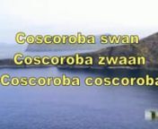 The coscoroba swan (Coscoroba coscoroba) is a species of waterfowl endemic to southern South America. It is the smallest of the birds called