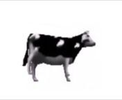 Polish Dancing Cow ｜ [1 Hour Version] from polish dancing 1 hour
