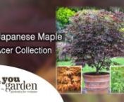 Japanese Maple Acer Collection with Peter McDermot from acer collection