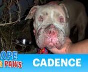 Please make a small donation and help us save more lives: http://www.HopeForPaws.orgnTo learn the full story of Cadence, please visit our Flickr page: http://www.flickr.com/eldad75nPlease share this video so we can find Cadence an amazing forever home.nThanks!!!nEldadnnp.s. My Facebook page: http://www.facebook.com/eldad75