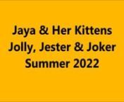 Jaya and her 3 little kittens, Jolly, Jester and Joker.