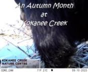 Autumn at Kokanee Creek! Trail cams show bears scouring the beaver lodge for left-over fish, drinking, and marking a tree; a Catbird foraging on the lodge; cautious Whitetail Deer; a feeding Mallard and Common Mergansers sorting it out! A Flying Squirrel foraging for mushrooms etc.; Mule Deer in the woods; and a skunk raking cozy leaves into the winter den . Finishing it all off- a raven and a yummy dead fish. Why hop in front of a dead fish? Perhaps making sure it is truly dead and poses no thr
