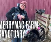 Merrymac Farm Sanctuary [Stuck in Vermont 703]nnAll the animals at Merrymac Farm Sanctuary in Charlotte have stories to tell. You can read their heartbreaking tales of neglect and abuse on the farm’s website and social media channels. Luckily, the animals are in a better place now: Merrymac provides them with a safe, loving, forever home.nnMerrymac director Era MacDonald, a lifelong animal lover, founded Merrymac in 2016 and formalized the sanctuary as a nonprofit this past spring. She cares f