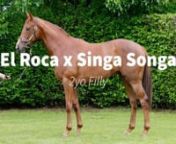 El Roca x Singa Songa '21 Filly | including Phill Cataldo's comments from singa